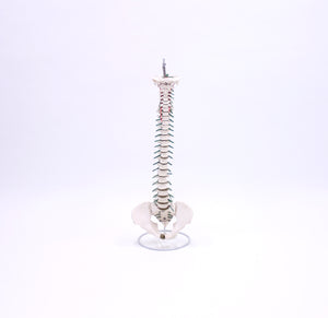 Vintage anatomical spine model , 1970s