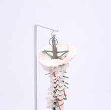 Load image into Gallery viewer, Vintage anatomical spine model , 1970s