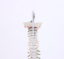 Load image into Gallery viewer, Vintage anatomical spine model , 1970s