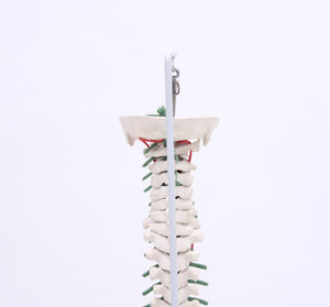 Vintage anatomical spine model , 1970s
