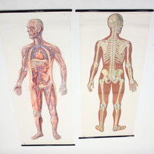 Load image into Gallery viewer, Vintage German mid-century anatomical charts, set of 2
