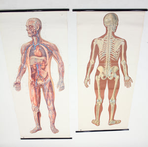 Vintage German mid-century anatomical charts, set of 2