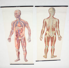 Load image into Gallery viewer, Vintage German mid-century anatomical charts, set of 2