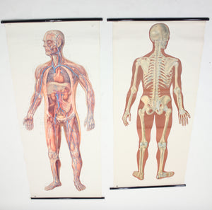 Vintage German mid-century anatomical charts, set of 2