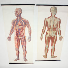 Load image into Gallery viewer, Vintage German mid-century anatomical charts, set of 2