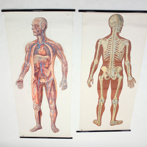 Vintage German mid-century anatomical charts, set of 2