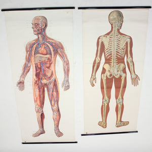 Vintage German mid-century anatomical charts, set of 2