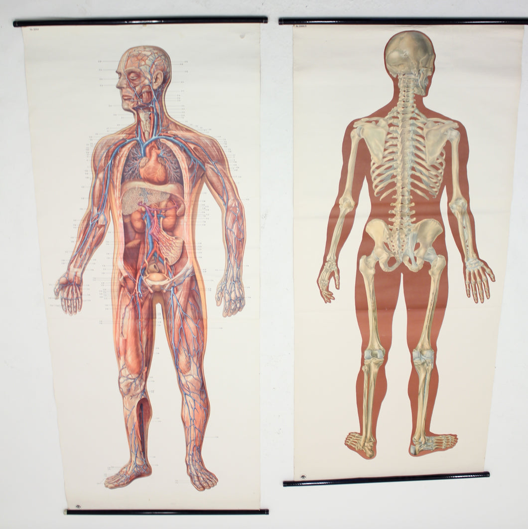 Vintage German mid-century anatomical charts, set of 2