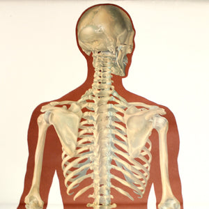 Vintage German mid-century anatomical charts, set of 2