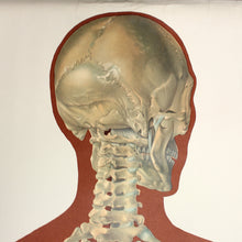 Load image into Gallery viewer, Vintage German mid-century anatomical charts, set of 2