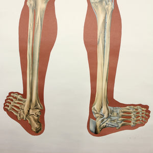 Vintage German mid-century anatomical charts, set of 2