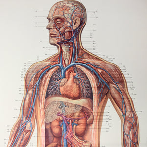 Vintage German mid-century anatomical charts, set of 2