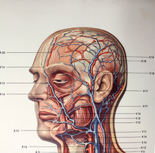 Load image into Gallery viewer, Vintage German mid-century anatomical charts, set of 2