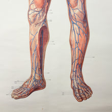 Load image into Gallery viewer, Vintage German mid-century anatomical charts, set of 2