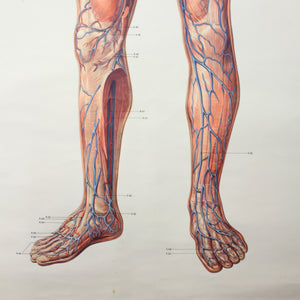 Vintage German mid-century anatomical charts, set of 2