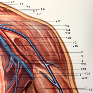 Vintage German mid-century anatomical charts, set of 2