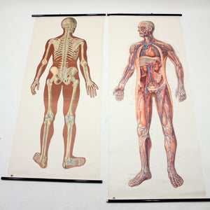 Vintage German mid-century anatomical charts, set of 2