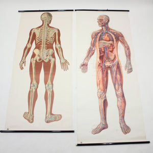 Vintage German mid-century anatomical charts, set of 2