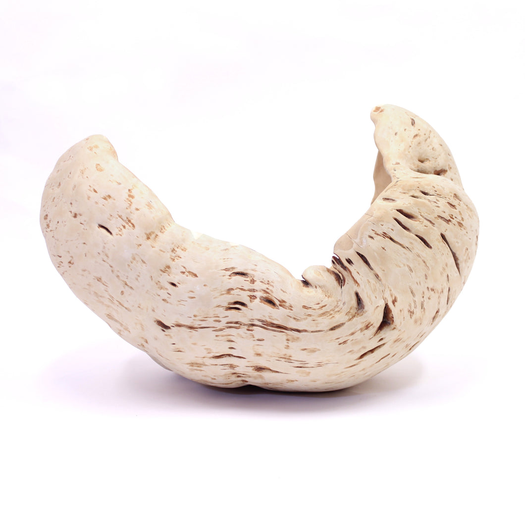 Exceptional and very large Swedish burl bowl of birch, 1984